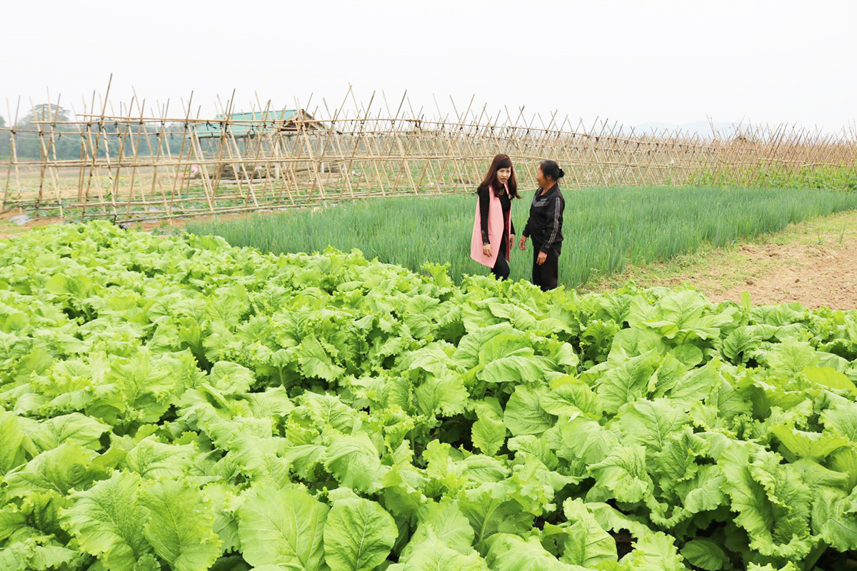 Quỳnh Lương đang xây dựng thành công vùng trồng rau VietGAP chất lượng cao (Ảnh TL).