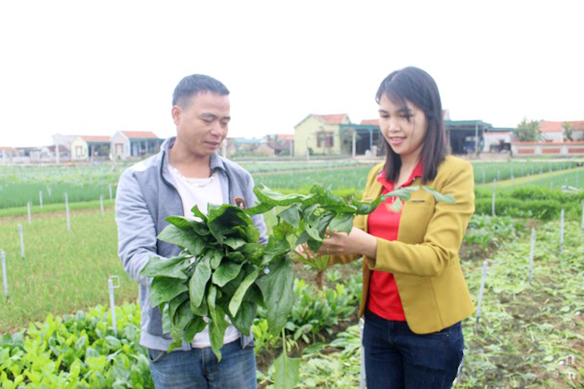 Hiệu quả trồng rau giúp nông dân Quỳnh Lương ổn định cuộc sống (Ảnh TL).