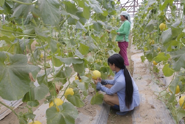 Nông nghiệp công nghệ cao không còn xa lạ với người Giáy vì đã có HTX hỗ trợ.