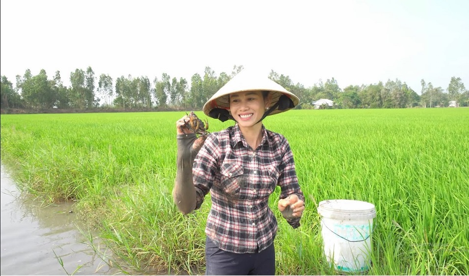 Trồng lúa nhưng người dân vẫn yên tâm thu hoạch cua vì toàn bộ cánh đồng không sử dụng thuốc hóa học độc hại.