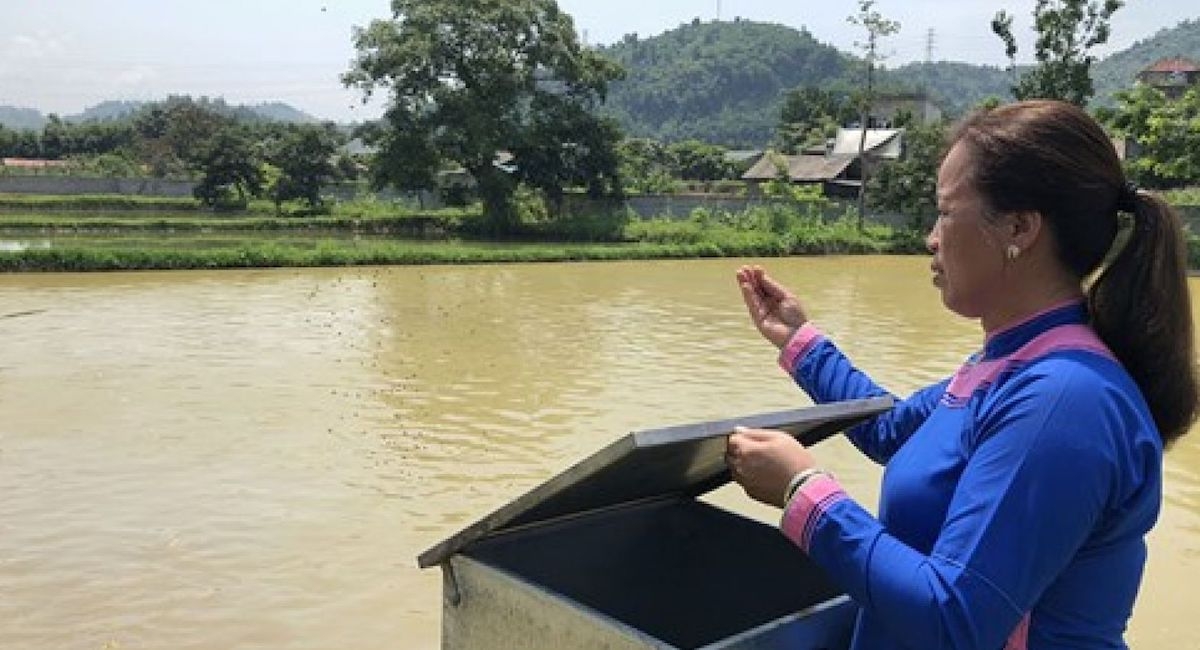 Ngoài phát triển kinh tế gia đình, bà Hoàng Thị Chắp còn mang cá giống cùng kinh nghiệm nuôi cá của mình chia sẻ cho rất nhiều hộ nông dân khác.