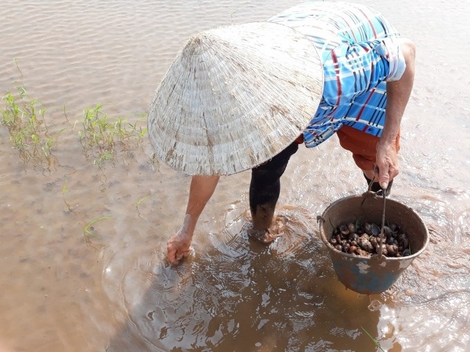 Bắt ốc bươu vàng thủ công vẫn được cho là hiệu quả và bảo vệ môi trường.