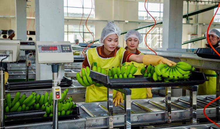 Việt Nam là thị trường cung cấp chuối lớn thứ 6 cho Hàn Quốc.