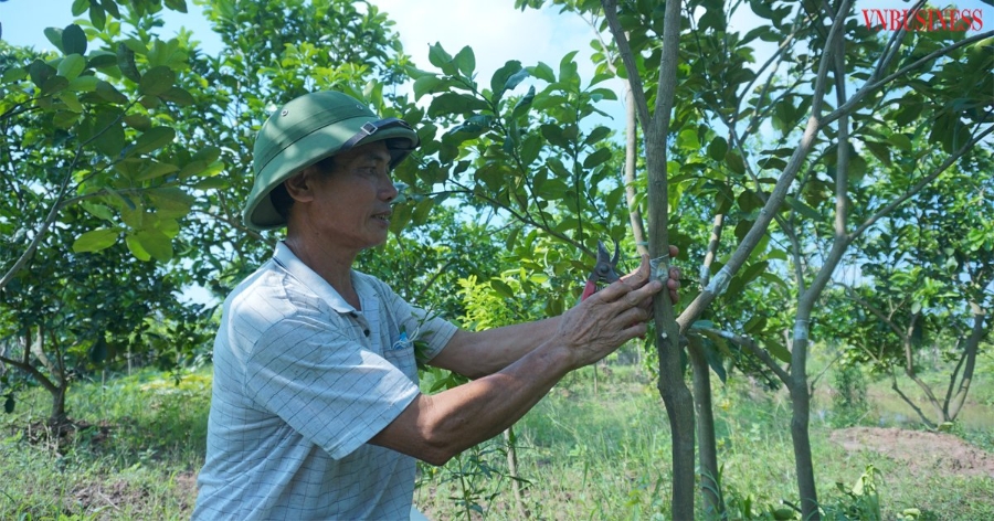 Ông Nguyễn Văn Hiển hướng dẫn quy trình cắt, ghép mắt giống trên cây bưởi da xanh.