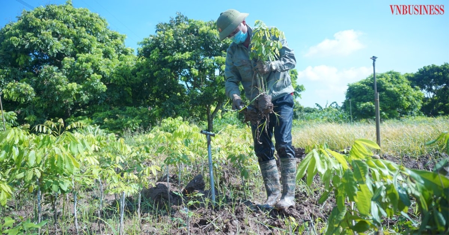 Nghề ươm cây giống đang trở thành nghề chính mang lại thu nhập cho nhiều thành viên HTX Hưng Thịnh.