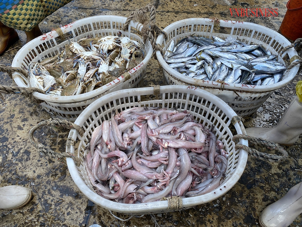 Các tàu cá với công suất từ 300 - 400 CV, thường tập trung khai thác ở khu vực cách đất liền khoảng 10 km. Trung bình một chuyến đi, mỗi tàu đánh bắt được khoảng từ 5 - 7 tấn hải sản các loại, chủ yếu là cá lanh, cá đối, cá mòi, cá khoai, tôm lớp, tôm sắt, mực trứng, mực sim, ghẹ…