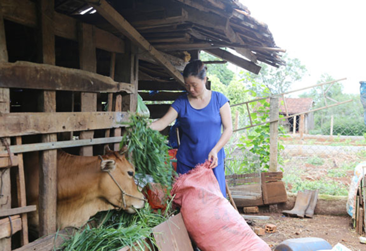 Chương trình ngân hàng bò đang mở hướng thoát nghèo cho nhiều hộ dân tộc thiểu số ở Cư M'gar.