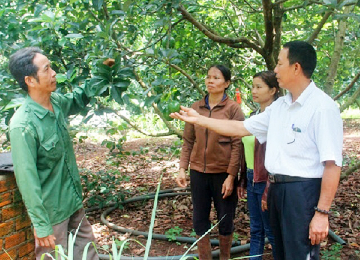 Bơ đang là cây thế mạnh, mang lại thu nhập cao cho nhiều hộ dân tộc thiểu số ở Cư M'gar.