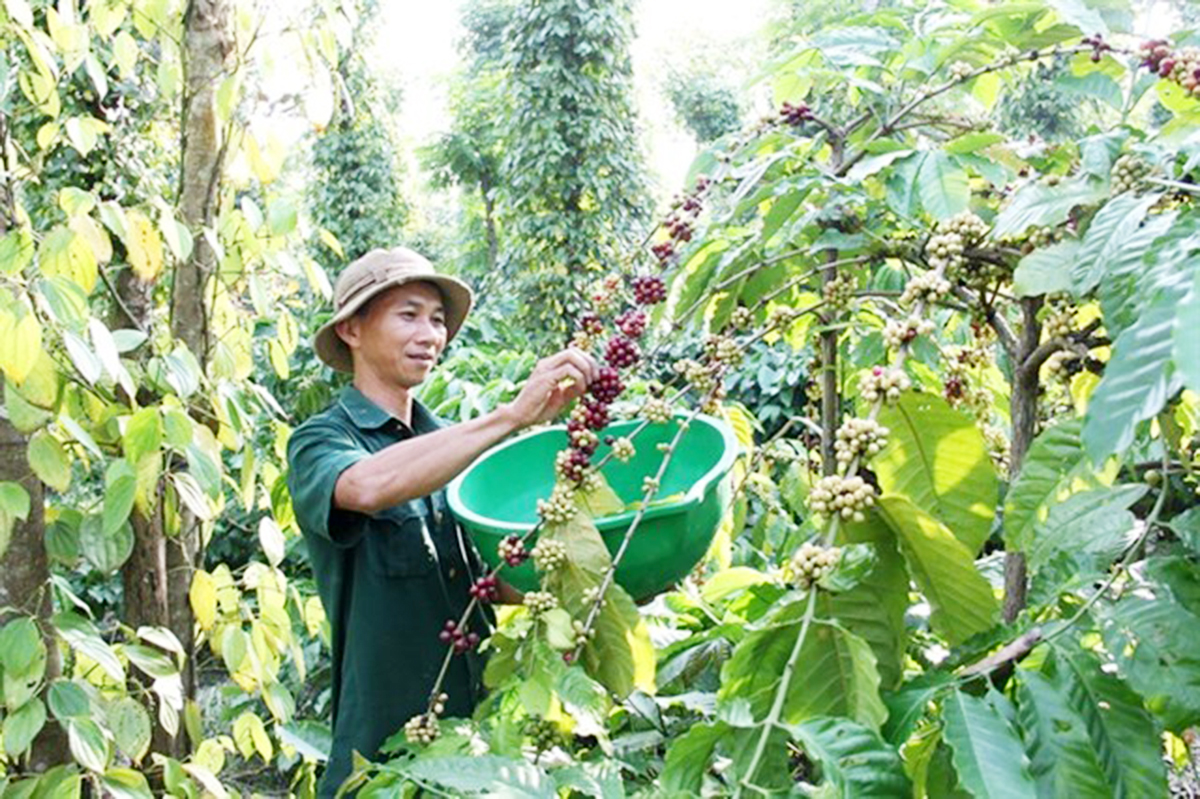 Các HTX đang tạo đà giúp nông dân vươn lên thoát nghèo, làm nghèo từ những cây thế mạnh của địa phương.
