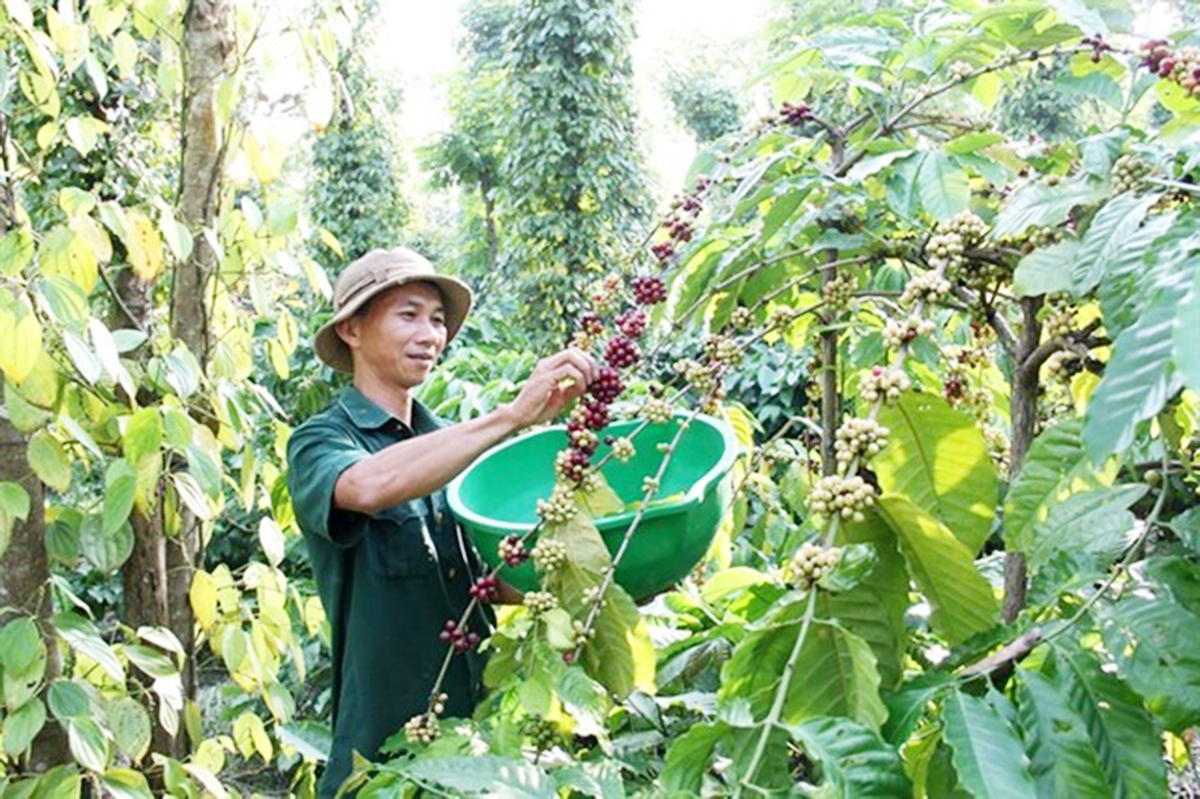 Các HTX đang tạo đà giúp nông dân vươn lên thoát nghèo, làm nghèo từ những cây thế mạnh của địa phương.