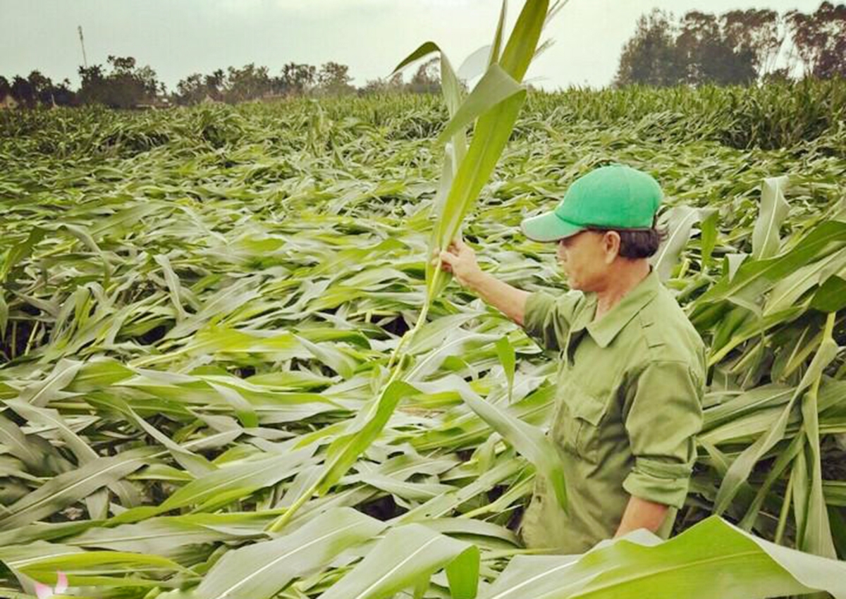 Trồng ngô sinh khối đang cho thu nhập cao, giúp người dân Kỳ Tân cải thiện cuộc sống (Ảnh TL).