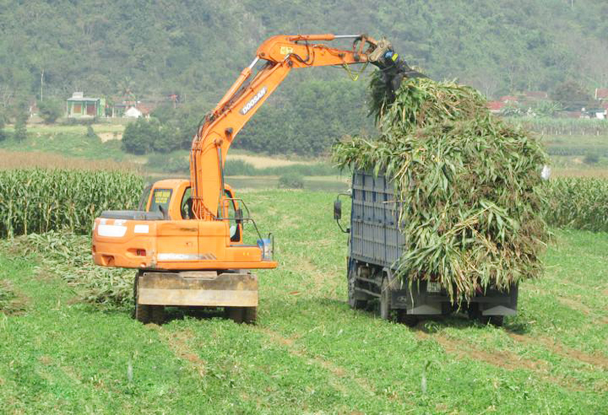Kỳ Tân chủ động hình thành liên kết chuỗi để nâng cao giá trị sản xuất ngô sinh khối (Ảnh TL).
