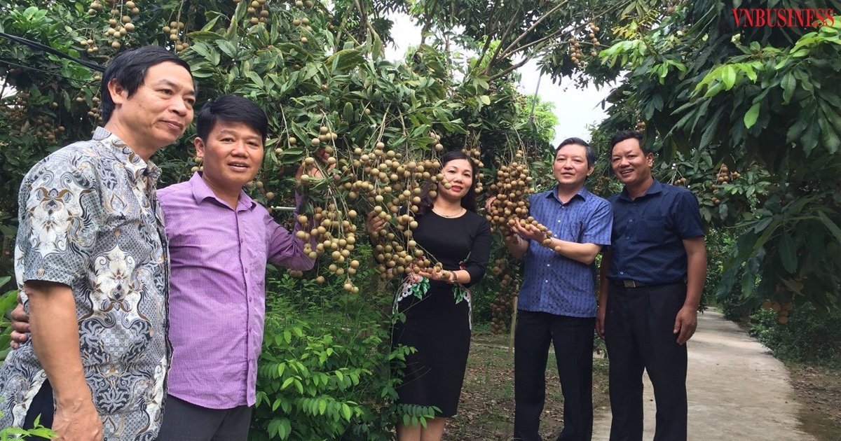 Thời gian qua, HTX chú trọng đầu tư khoa học kỹ thuật vào sản xuất nhằm nâng “chất” quả nhãn Miền Thiết