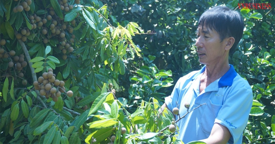 Theo tính toán của lãnh đạo HTX, năm 2021, sản lượng nhãn của HTX ước đạt khoảng 700 tấn