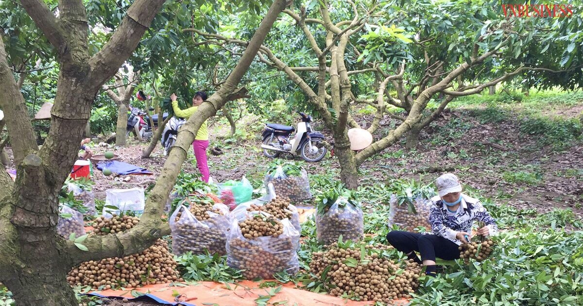 Nhờ áp dụng phương pháp, kỹ thuật cho nhãn ra hoa, đậu quả đã mở ra hướng làm giàu cho các thành viên