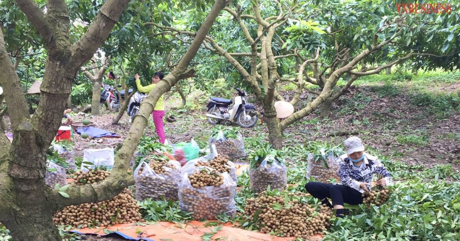 Nhờ áp dụng phương pháp, kỹ thuật cho nhãn ra hoa, đậu quả đã mở ra hướng làm giàu cho các thành viên