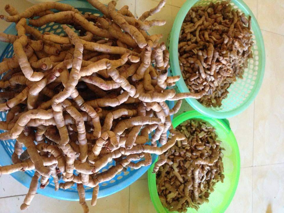 Sản phẩm thu hoạch của trồng cây ba kích của THT huyện Đông Giang.