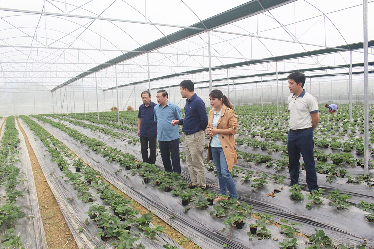 Khu nhà lưới hiện đại phục vụ sản xuất nông nghiệp công nghệ cao của HTX Trường Anh (Ảnh TL).