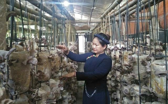 Chị Nông Thị Biệt giới thiệu quy trình trồng nấm sạch.