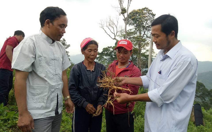 Phát triển mô hình HTX với cây dược liệu giúp bà con dân tộc thiểu số ở Quảng Nam từng bước thoát nghèo.