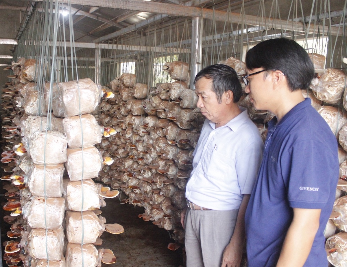 Cơ sở sản xuất nấm của HTX Nông nghiệp Hoàng Hải Tam Quang.