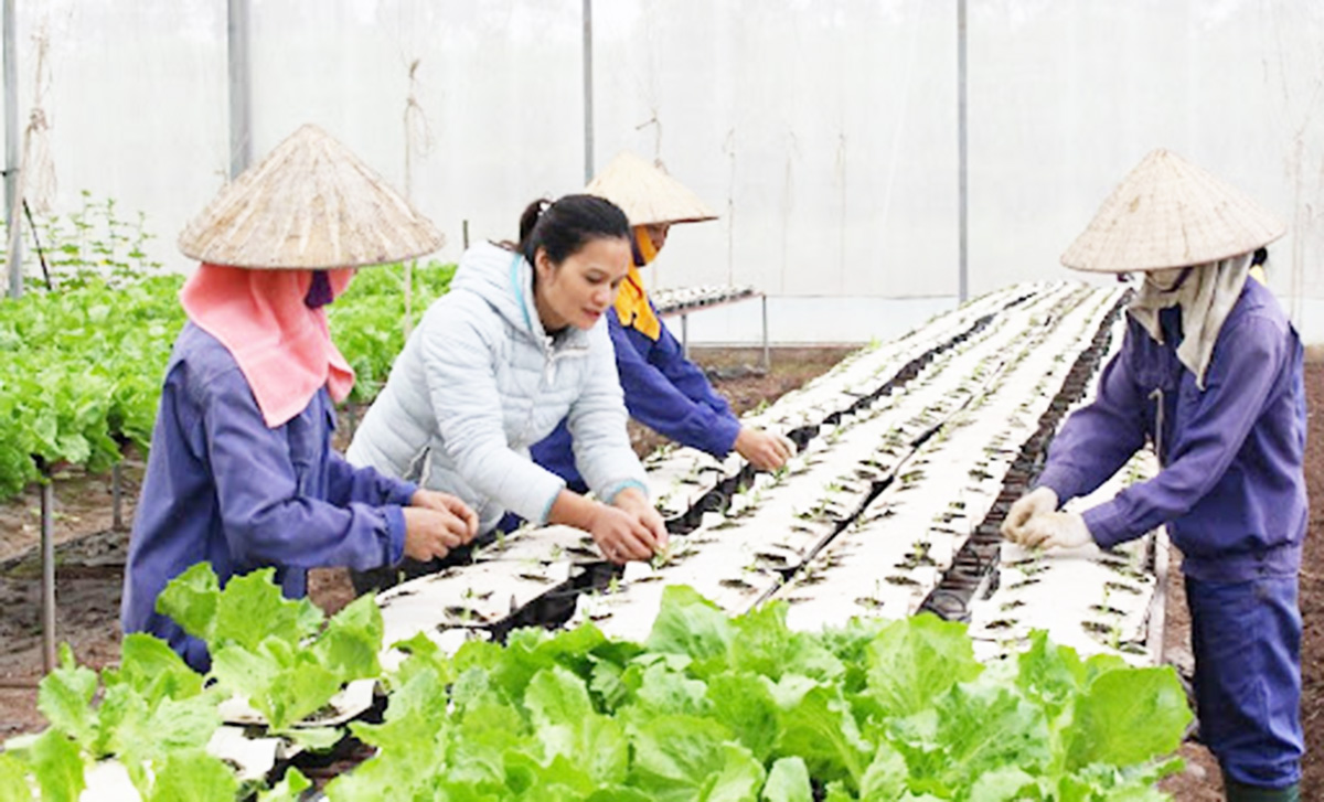 Công tác đào tạo nghề nông thôn ở Tam Nông đang được triển khai hiệu quả (Ảnh TL).