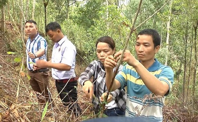 Người dân tộc Cơ Tu chăm sóc cây ba kích dưới tán rừng.