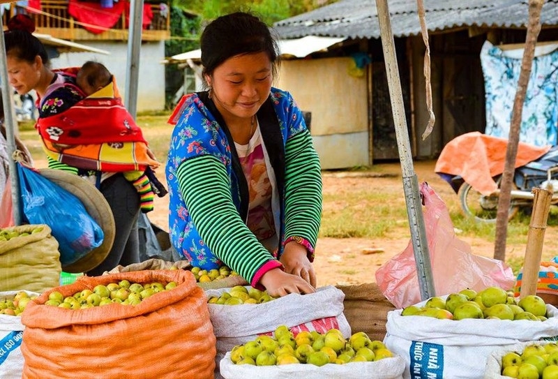 Sơn tra đã trở thành cây hàng hóa nhờ có HTX dẫn dắt người dân phát triển sản xuất.