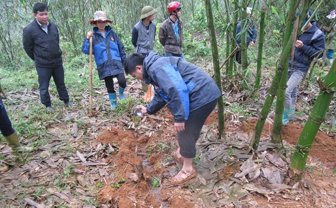 Trồng tre măng Bát độ đã góp phần quan trọng nâng cao đời sống kinh tế của bà con dân tộc thiểu số ở nhiều địa phương trong huyện Trấn Yên.