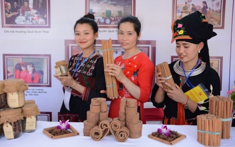 HTX đẩy mạnh liên kết với DN để tiêu thụ sản phẩm quế.