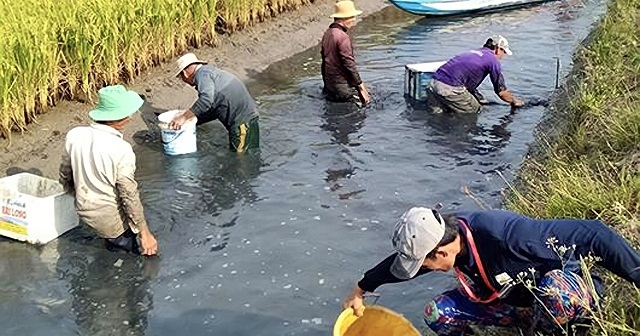 Từ mô hình cá-lúa, các thành viên HTX An Mỹ đã có thu nhập hàng trăm triệu đồng trên vùng đất trũng tưởng như bỏ hoang.