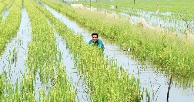 Mô hình cá - lúa mang lại hiệu quả “kép” do cá và lúa có quan hệ cộng sinh, cùng hỗ trợ nhau phát triển.
