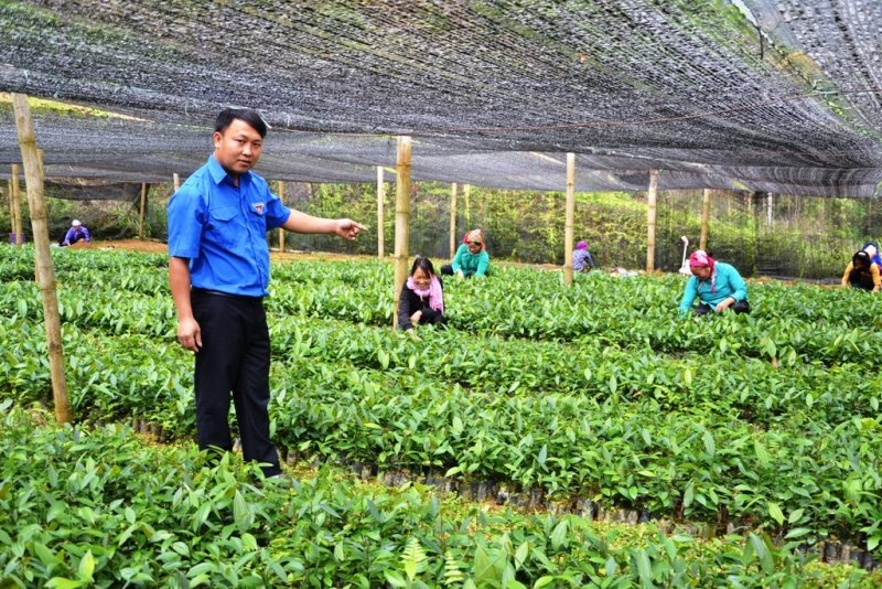 Anh Hoàng Seo Chẩn, Giám đốc HTX nông nghiệp Bản Mế kiểm tra vườn ươm cây giống.