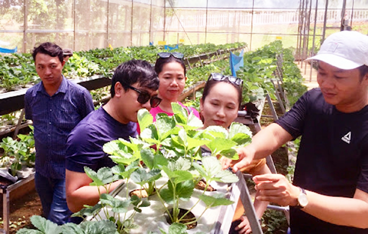 HTX đang hướng đến phát triển nông nghiệp sinh thái kết hợp du lịch trải nghiệm (Ảnh TL).