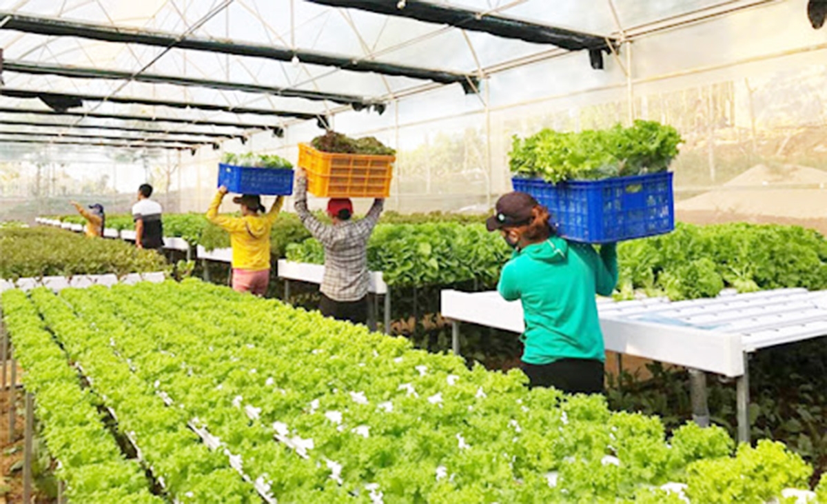 Sản xuất khoa học giúp HTX nâng cao hiệu quả, tăng thu nhập cho thành viên (Ảnh TL).