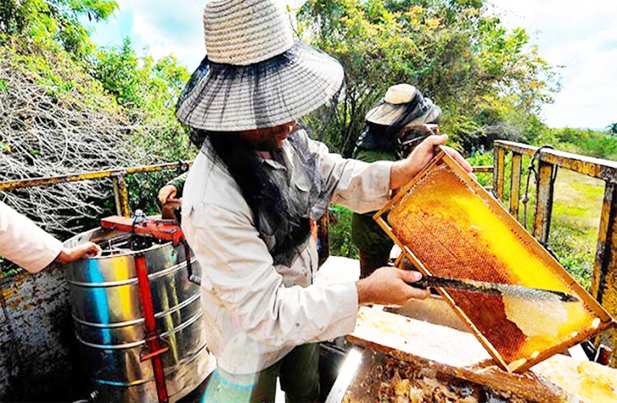 Cần thêm nguồn lực đầu tư để xây dựng thương hiệu cho sản phẩm mật ong Ôn Lương (Ảnh TL).