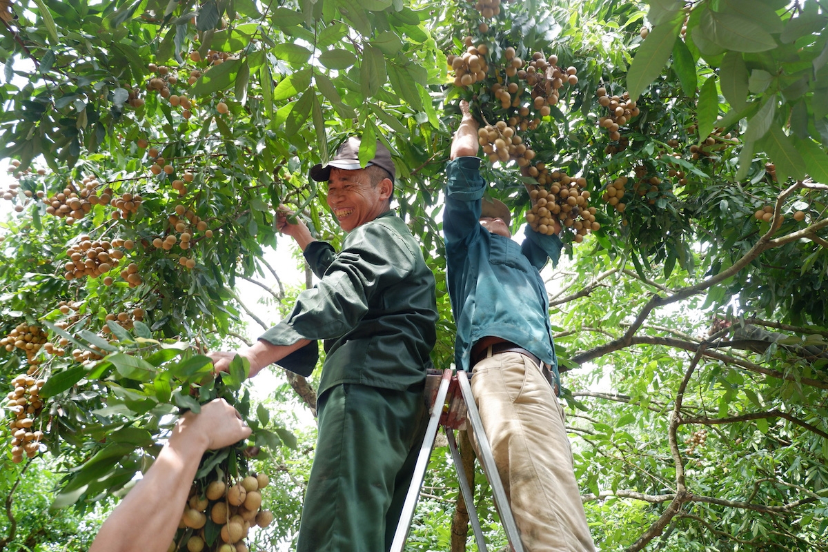 Để vụ nhãn 2021 tránh kịch bản được mùa, mất giá thì việc đẩy mạnh kết nối cung - cầu thúc đẩy tiêu thụ rất quan trọng.