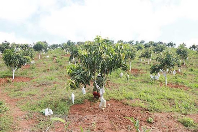 Hiện nay diện tích cây ăn trái được triển khai từ chuyển đổi cơ cấu cây trồng tại Thuận Châu đang được mở rộng