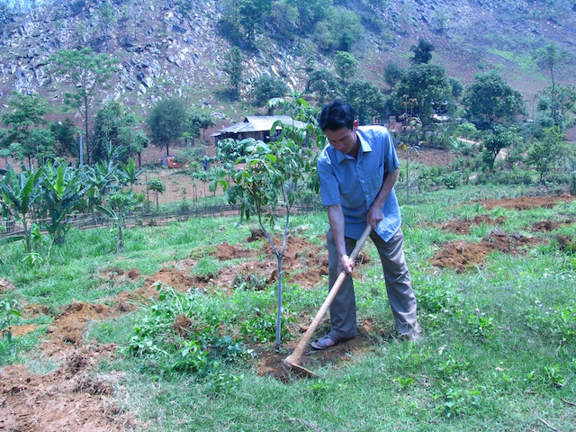 Chính quyền huyện đã vận động bà con đồng bào dân tộc mạnh dạn thay đổi cây trồng có giá trị kinh tế cao.