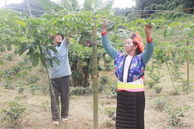 Một số HTX và doanh nghiệp trên địa bàn liên kết với bà con trồng chanh leo, đảm bảo đầu ra cho sản phẩm được ổn định.