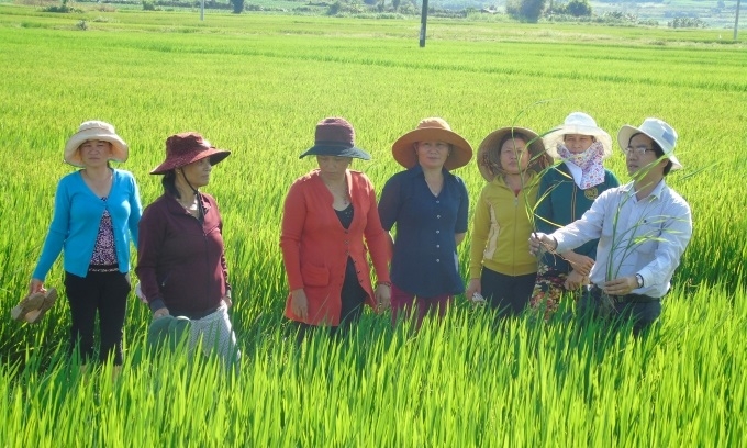 Hội thảo đầu bờ giúp người dân vừa nắm được lý thuyết vừa được thực hành các kỹ thuật thâm canh lúa cải tiến.