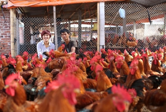 Nuôi gà sạch giúp mở rộng đầu ra cho người chăn nuôi.