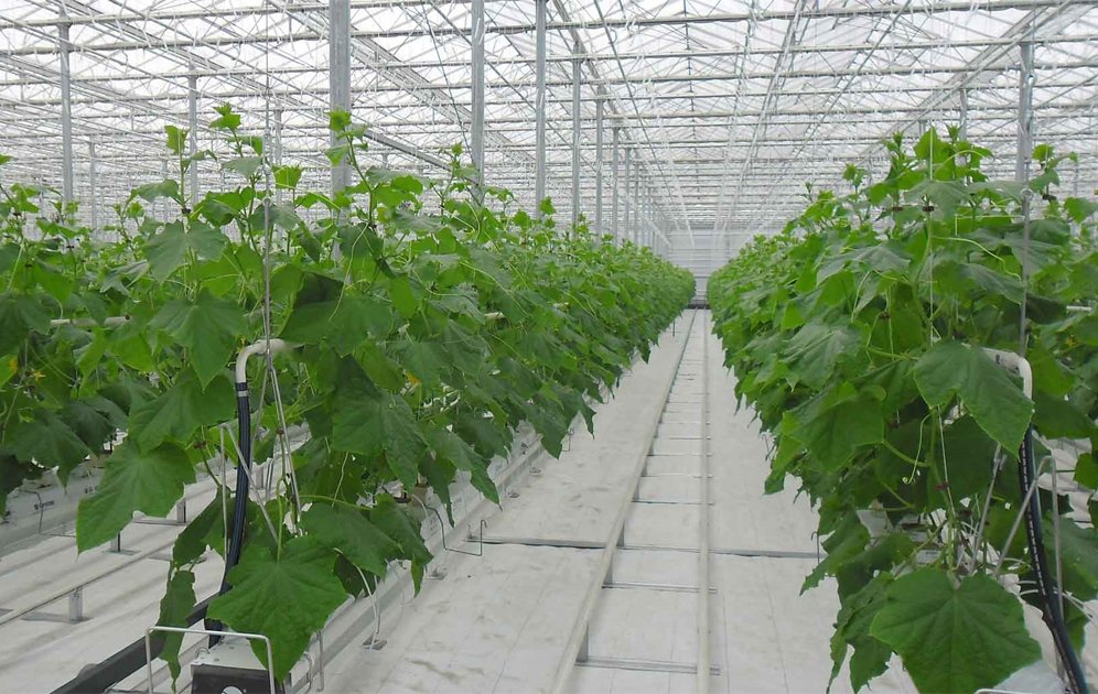 Mô hình trồng dưa lưới công nghệ cao đang giúp các thành viên HTX có thu nhập ổn định, cuộc sống ngày càng khấm khá lên