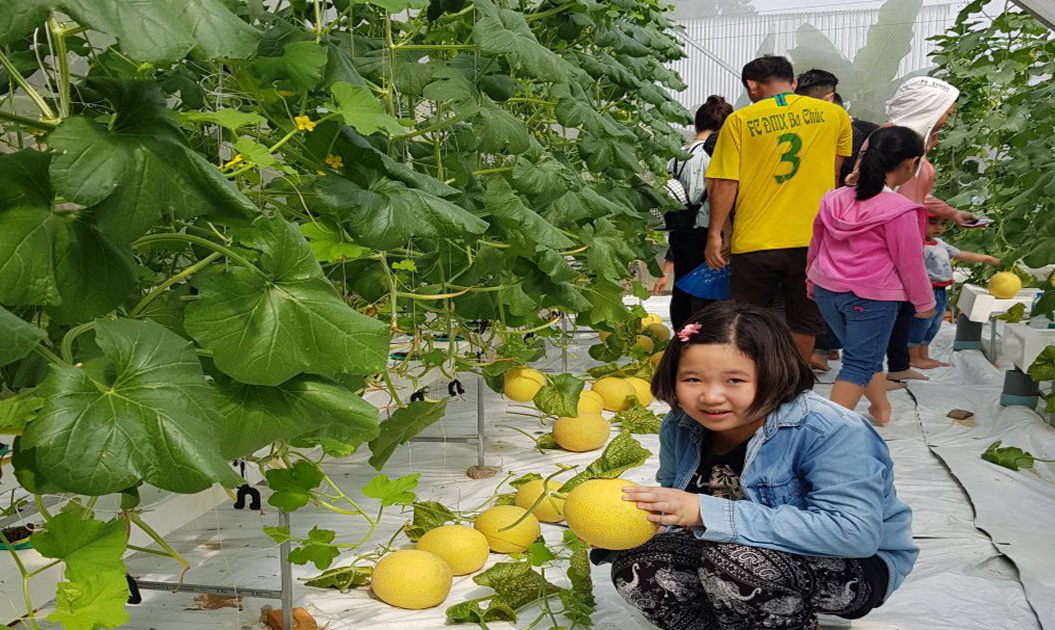Cận cảnh vườn dưa lưới công nghệ cao của HTX Phú Thạnh