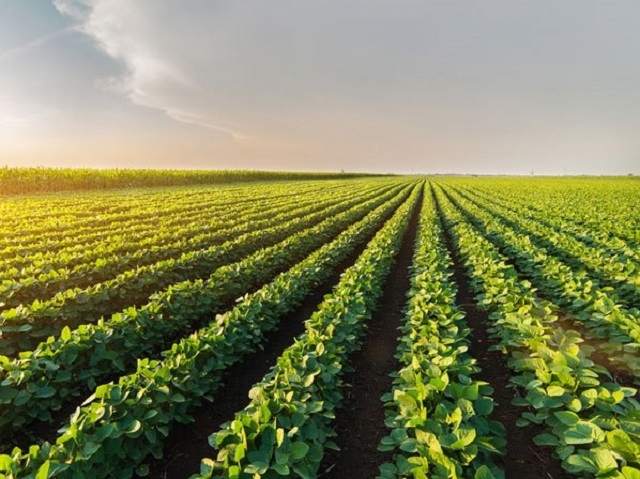 Liên kết sản xuất đậu nành rau trên cánh đồng lớn giúp thuận lợi cho quá trình chăm sóc và tiêu thụ sản phẩm.