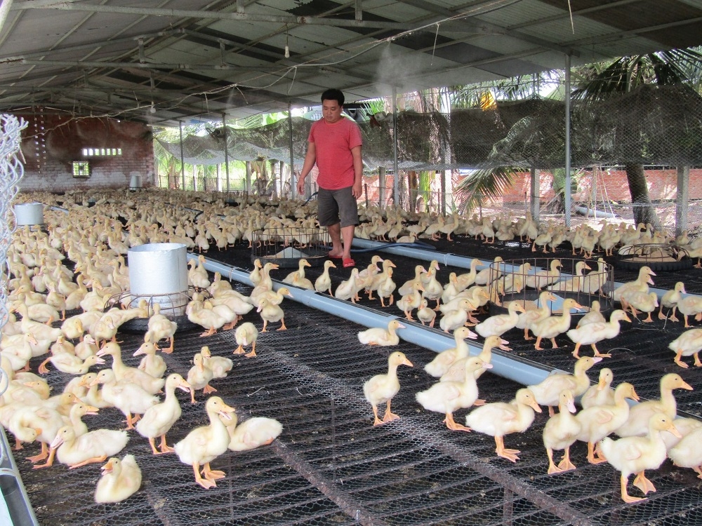 Mở rộng sang nuôi ngan giúp đa dạng nguồn nông sản cung cấp ra thị trường.