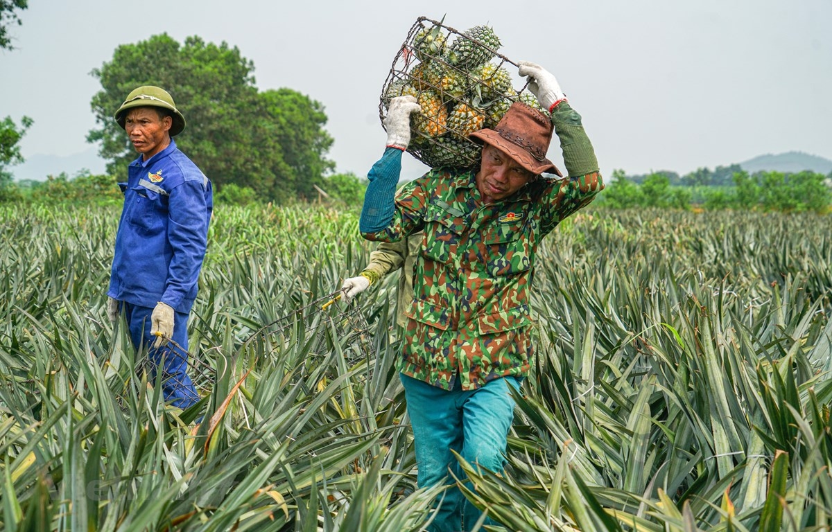 Bộ NN&PTNT đề nghị các địa phương rà soát tình hình, kế hoạch sản xuất các loại nông sản trên địa bàn.