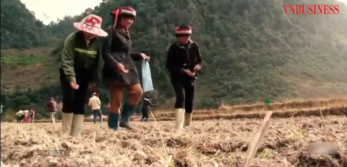 Sau khi tham gia HTX, đồng bào người Dao đã mạnh dạn chuyển đổi sang trồng cây dược liệu.