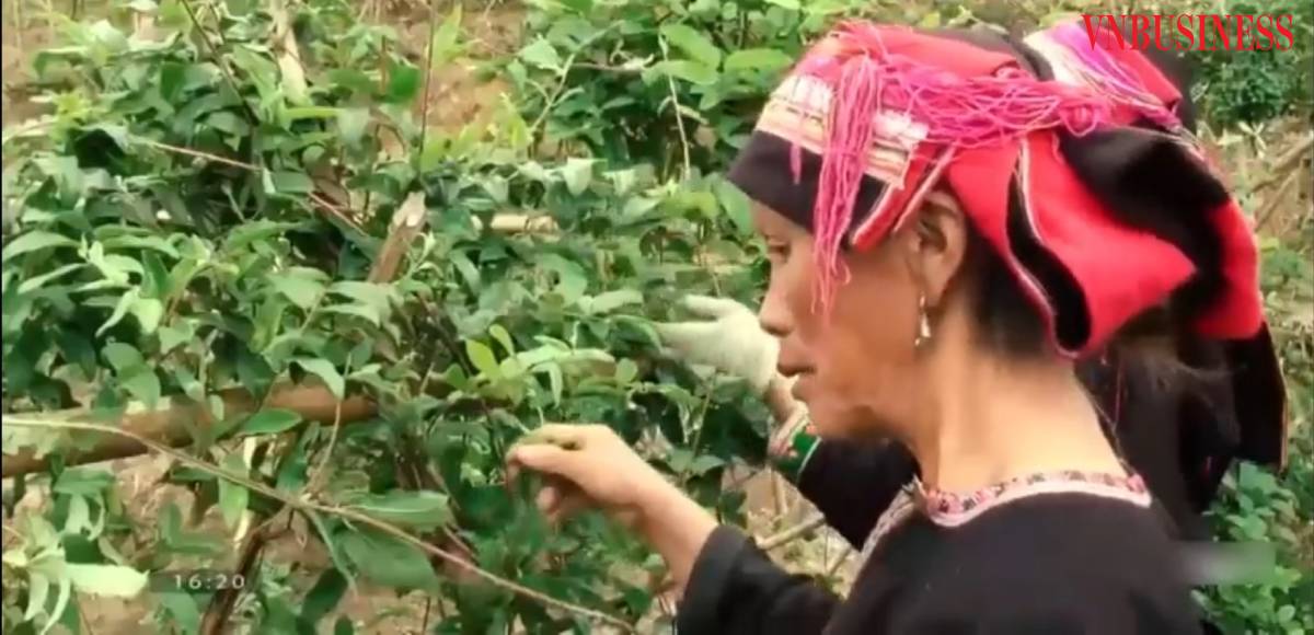 Nhờ ứng dụng KHCN trong sản xuất, bà con dân tộc Dao đã có thu nhập ổn định.