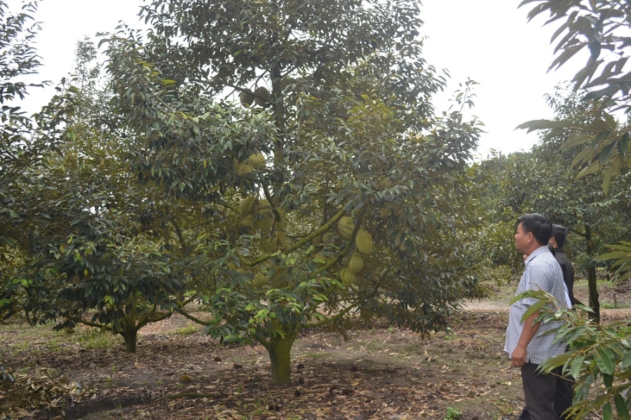Mô hình trồng cây ăn quả ở xã Ia Chim phát triển hiệu quả có sự đóng góp không nhỏ của các HTX, tổ hợp tác.
